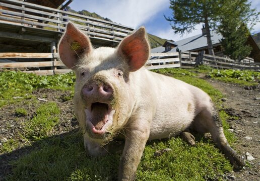 Squealing pig (Sus) on the Draugsteinalm (Draugstein mountain pasture), Grossarltal, near Salzburg, Austria, Europe