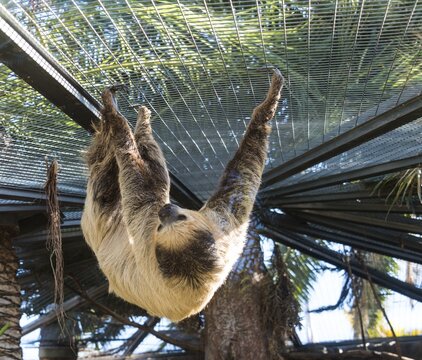 Linnaeus's two-toed sloth (Choloepus didactylus), captive