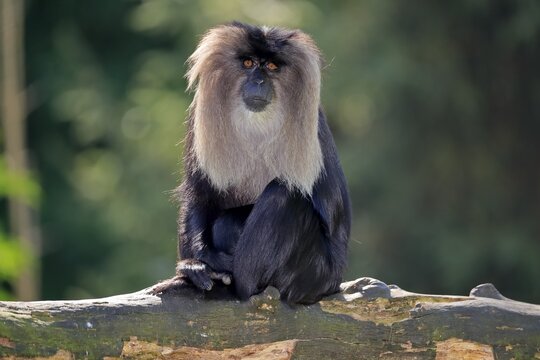 Lion-tailed macaque (Macaca silenus), Wanderu, adult, sitting, on tree trunk, alert, captive, endangered species, India