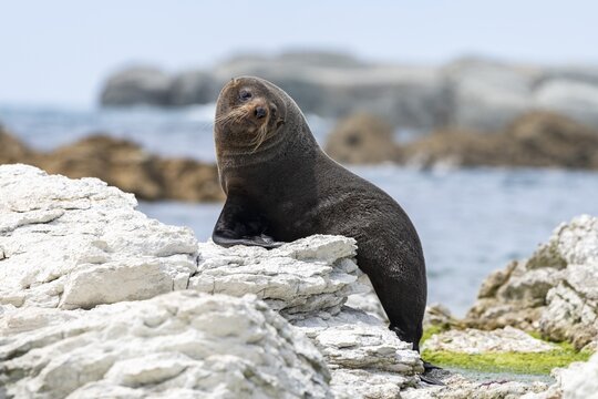 New Zealand fur seal (Arctocephalus forsteri) on rocks, Kaikoura, Canterbury, South Island, New Zealand
