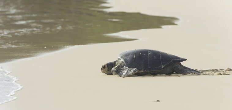 Green Sea Turtle or Pacific Green Turtle (Chelonia mydas japonica) on the way to the sea, Floreana, Gal&aacute;pagos Islands, Ecuador