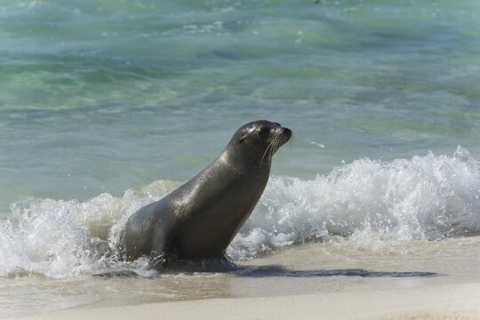 Galapagos Sea Lion (Zalophus wollebaeki) on the beach, San Crist&oacute;bal Island, Gal&aacute;pagos Islands, Ecuador