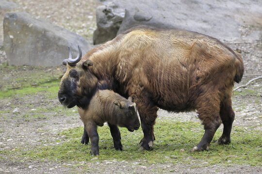 Mishmi Takin (Budorcas taxicolor taxicolor), adult, female, juvenile, captive, China