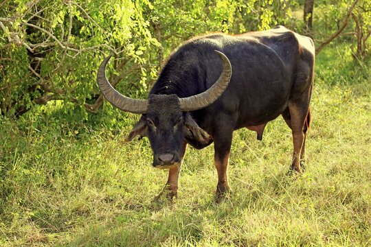 Wild water buffalo (Bubalus arnee), adult male, Yala National Park, Sri Lanka