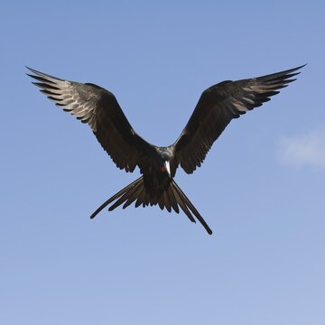 Magnificent Frigatebird (Fregata magnificens), Fernando de Noronha, Brazil, South America