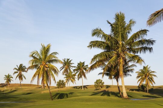 Coconut palms (Cocos nucifera) on the golf course of Varadero, Varadero, Cuba