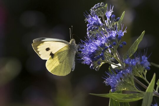 Cabbage butterfly (Pieris brassicae) sucking nectar on flower of Caryopteris (Caryopteris x clandonensis), Hesse, Germany