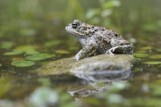 Natterjack toad (Bufo calamita), Emsland, Lower Saxony, Germany