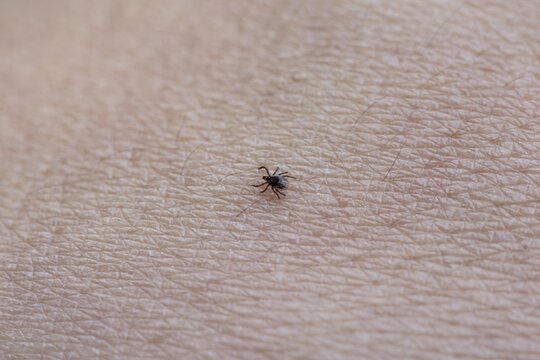Tick runs on skin, Bavaria, Germany