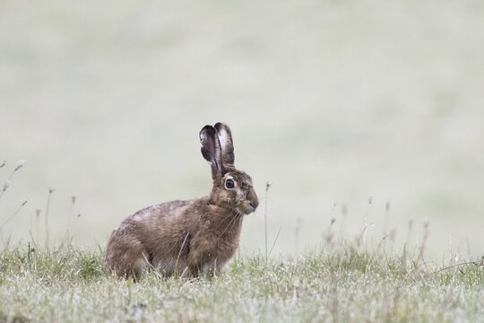 European hare (Lepus europaeus) sitting in a meadow, Hesse, Germany