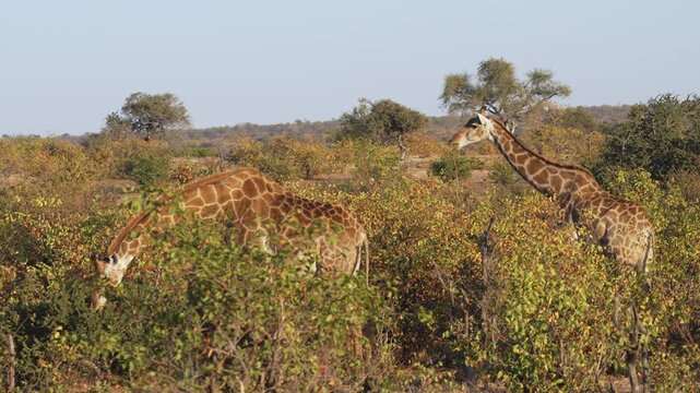 4K 30fps footage of a South African giraffe feeding in the Greater Mapungubwe Conservation Area, Botswana. Wildlife behaviour in natural mopane veld habitat, ideal for documentary and commercial use.