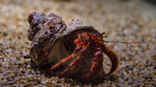 Hermit crab (Paguroidea) in snail shell, Osaka Aquarium Kaiyukan, Osaka, Japan