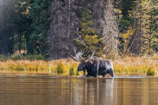 Elk (Alces alces), male elk runs in a lake, Grand Teton National Park, Wyoming, USA