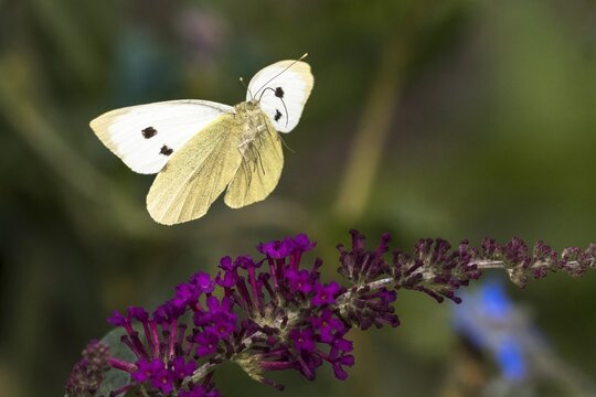 Cabbage butterfly (Pieris brassicae) flies to the flower of the butterfly bush (Buddleja davidii), Hesse, Germany