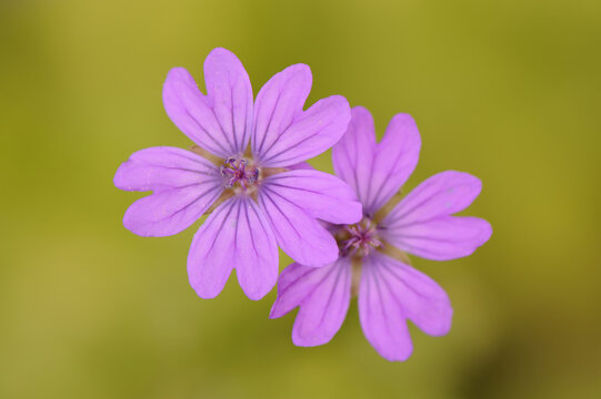 Red Campion (Silene dioica)