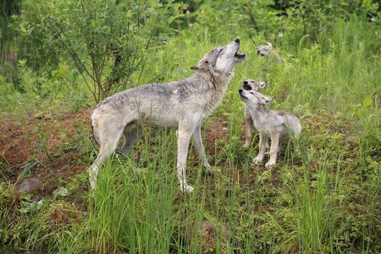 Gray wolves (Canis lupus), adult with young animals in a meadow, howling, social behaviour, Pine County, Minnesota, USA