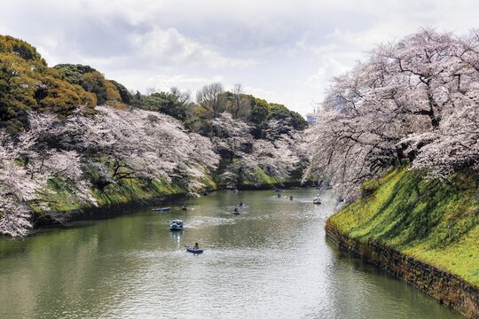 Japanese rowing in boats on the Imperial Palace canal to cherry blossom, Hanami moored, blossoming cherry trees, Chidorigafuchi Green Way, Tokyo, Japan