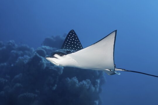 Spotted eagle ray (Aetobatus narinari) Great Barrier Reef, Unesco World Heritage Site, Pacific, Australia