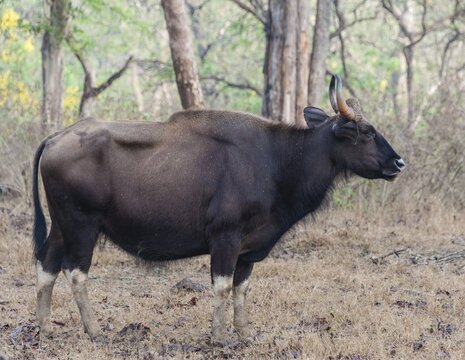 Gaur (Bos gaurus), cow, Nagarhole National Park, Karnataka, India