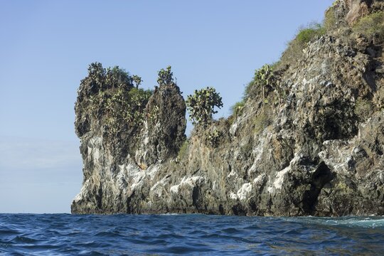Lava cliff, overgrown with Galapagos Prickly Pear (Opuntia echios), San Salvador Island, Gal&aacute;pagos Islands, Ecuador