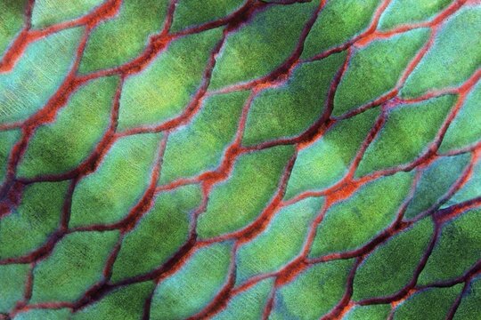 Scales of Parrotfish (Scaridae), green, red, Red Sea, Aqaba, Jordan