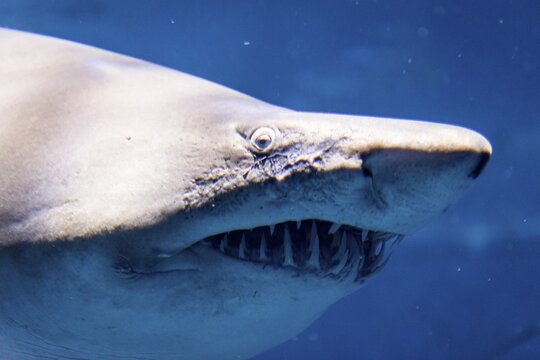 Sandtiger (Carcharias taurus), animal portrait, Aquarium, captive, Seville, Spain