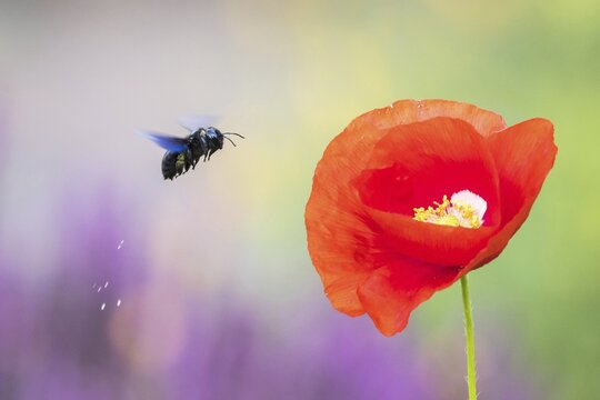 Violet carpenter bee (Xylocopa violacea) flies to Corn poppy (Papaver rhoeas), Hesse, Germany