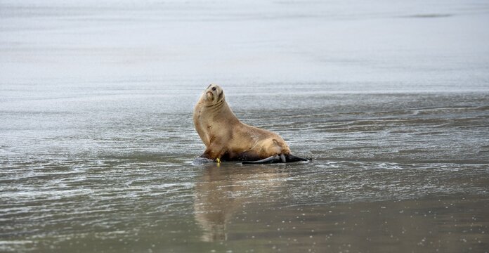 New Zealand sea lion (Phocarctos hookeri) sitting on the beach, Sandfly Bay, Dunedin, Otago Peninsula, South Island, New Zealand