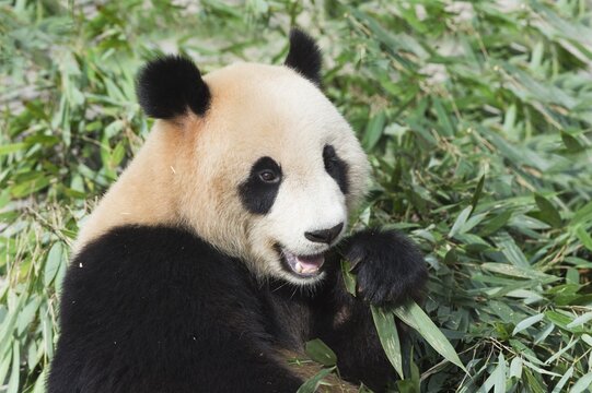 Giant Panda (Ailuropoda melanoleuca), adult, feeding on bamboo, China Conservation and Research Centre for the Giant Panda, Chengdu, Sichuan, China
