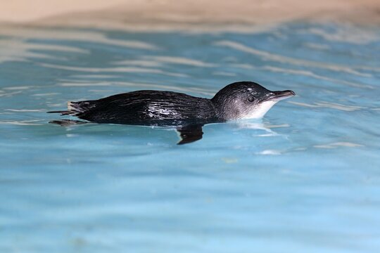 Little penguin (Eudyptula minor), adult, swimming in water, Kangaroo Island, South Australia, Australia
