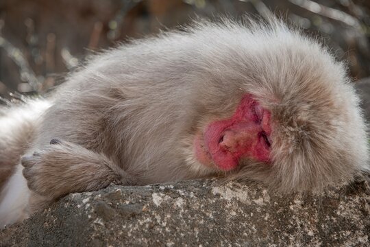 Japanese macaque (Macaca fuscata) sleeps relaxed on a rock, Yamanouchi, Nagano Prefecture, Honshu Island, Japan