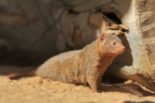 Dwarf mongoose (Helogale parvula), adult, on burrow, alert, captive