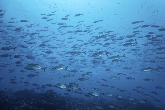 Spread out shoal Bigeye trevallys (Caranx sexfasciatus) swims over coral reef in blue water, Indian Ocean, Maldives