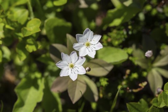 Flowering seven-pointed star (Trientalis europaea), Lofoten, Nordland, Norway