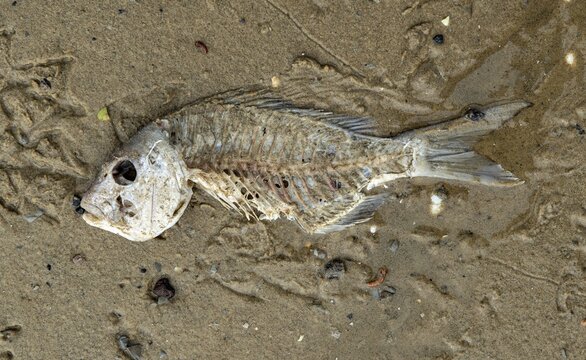 Skeleton of a dead fish on the beach, Northland, North Island, New Zealand