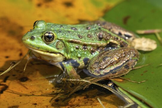 Edible frog (Rana esculenta)