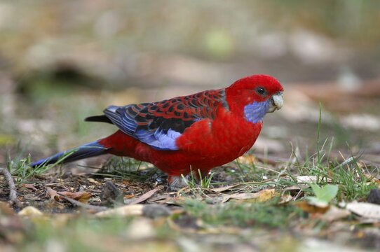 Crimson Rosella (Platycercus elegans), Australia