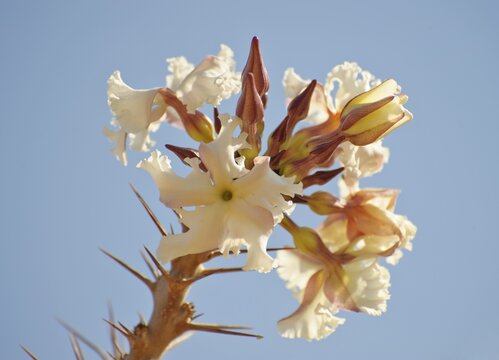 Flowering Bottle Tree (Pachypodium lealii) at the Grootberg mountain, Namibia, Africa