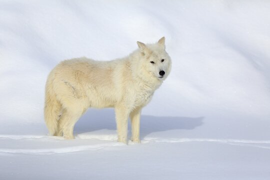 Arctic wolf, white wolf (Canis lupus arctos), adult, in winter, in snow, Montana, North America, USA