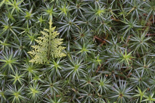 Spikemoss (Selaginella spec.) on Common Haircap Moss (Polytrichum commune), Emsland, Lower Saxony, Germany