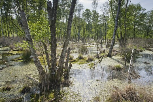 Moorland with birch trees (Betula pendula), Emsland, Lower Saxony, Germany