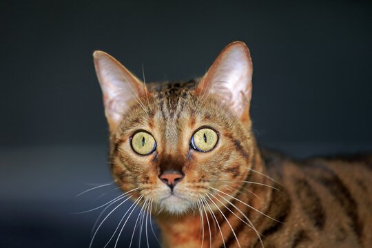Bengal cat (Felis Catus), Leopardette, adult, animal portrait, attentive, Germany