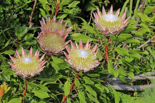 King Protea (Protea cynaroides), flower, flowering, bloom, Harold Porter National Botanical Garden, Betty's Bay, South Africa