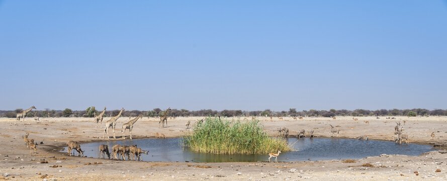Chudob waterhole, Etosha National Park, Namibia