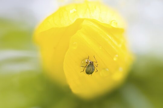 Aphid (Aphidoidea) on the flower of the winter aconite (Eranthis hyemalis)