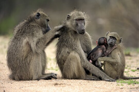 Chacma baboons (Papio ursinus), adult, two females with two young animals, social behaviour, grooming, group, Kruger National Park, South Africa