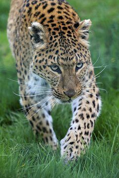 Amur leopard (Panthera pardus orientalis), adult, portrait, alert, stalking, captive, England