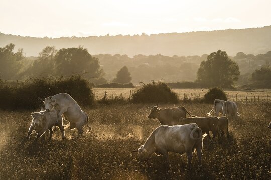 Charolais cattle in a pasture, mounting, evening light, Corsica, France