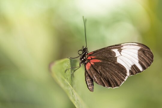 Doris Longwing (Laparus doris), captive, Munich