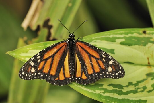 Monarch butterfly (Danaus plexippus)